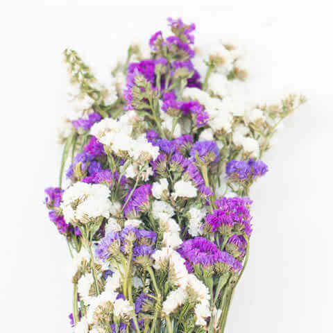 LIMONIUM SINUATUM Pastel mixture