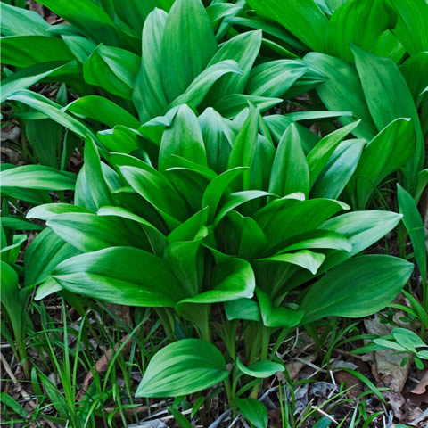 ALLIUM URSINUM