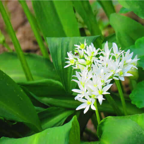 ALLIUM URSINUM