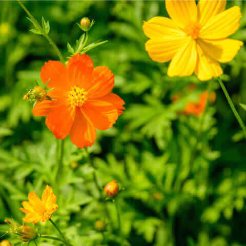 COSMOS SULPHUREUS Sunny - Cosmos Sunny