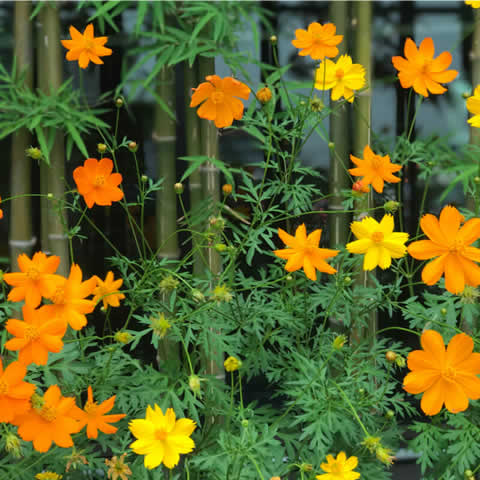 COSMOS SULPHUREUS Sunny - Cosmos Sunny
