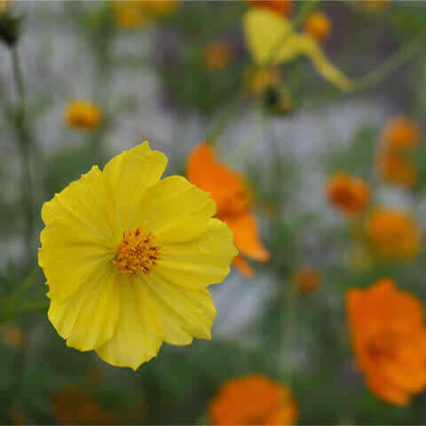 COSMOS SULPHUREUS Sunny mixture