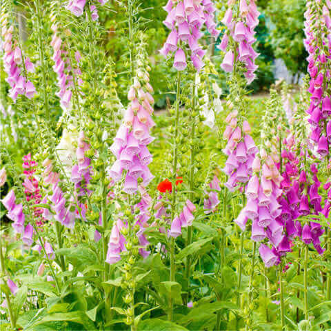 DIGITALIS PURPUREA Excelsior mixed