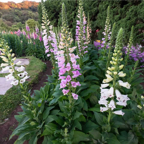 DIGITALIS PURPUREA Excelsior mixed