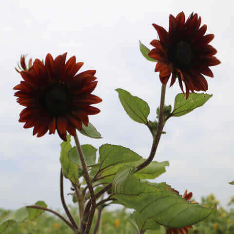 HELIANTHUS ANNUUS Chocolat