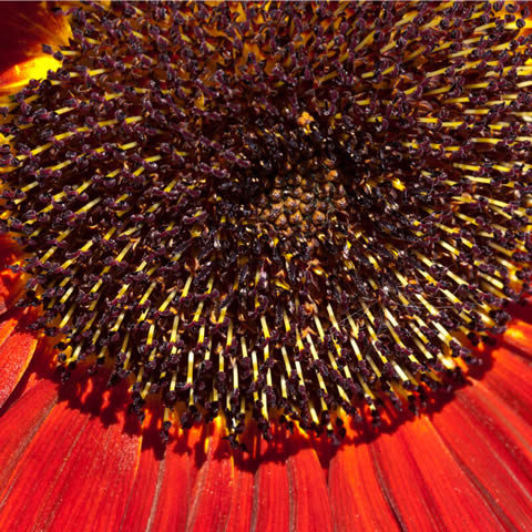 HELIANTHUS ANNUUS Chocolat