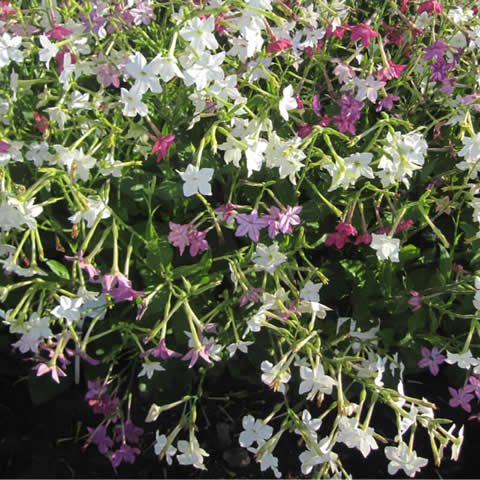 NICOTIANA x SANDERAE Sensation mixed