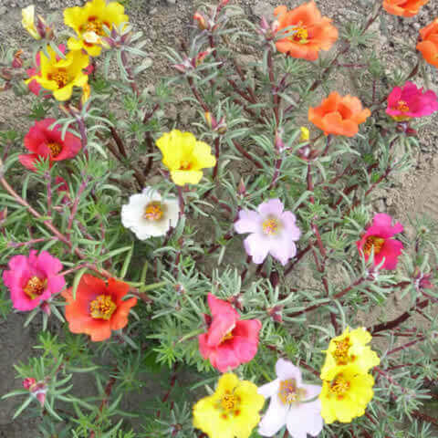 PORTULACA GRANDIFLORA (Single fl.mixed)