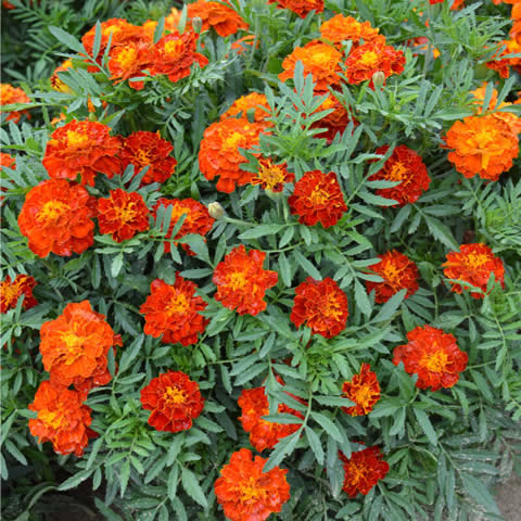 TAGETES PATULA NANA Red Cherry - French Marigold