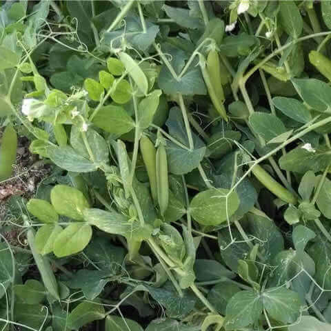 PISUM SATIVUM - PETIT POIS NAIN Petit Provenal