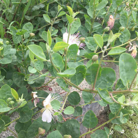 CAPPARIS SPINOSA