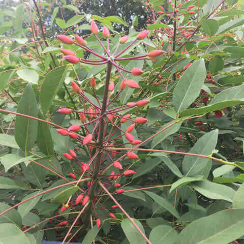 ERYTHRINA CRISTA-GALLI