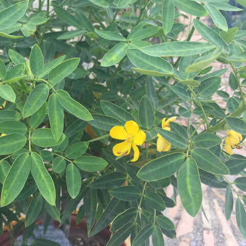SENNA DIDYMOBOTRYA - Casia