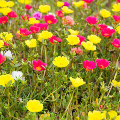 PORTULACA GRANDIFLORA (Single fl.mixed)