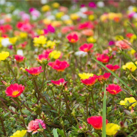 PORTULACA GRANDIFLORA (Single fl.mixed)