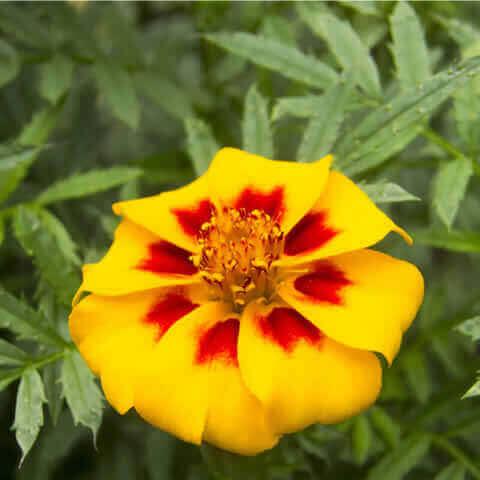 TAGETES PATULA NANA Naughty Marietta - French Marigold