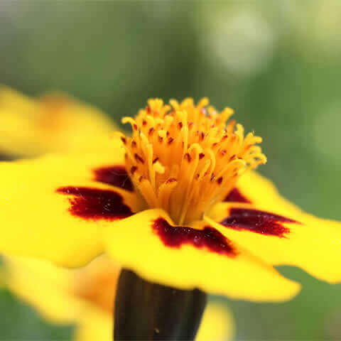 TAGETES PATULA NANA Naughty Marietta - French Marigold