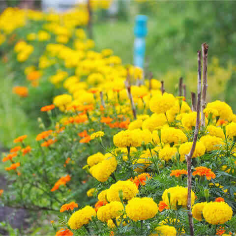 TAGETES ERECTA NANA Sugar & Spice