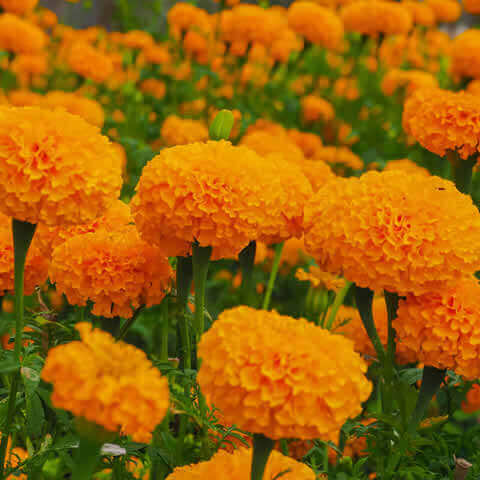 TAGETES ERECTA NANA Sugar & Spice