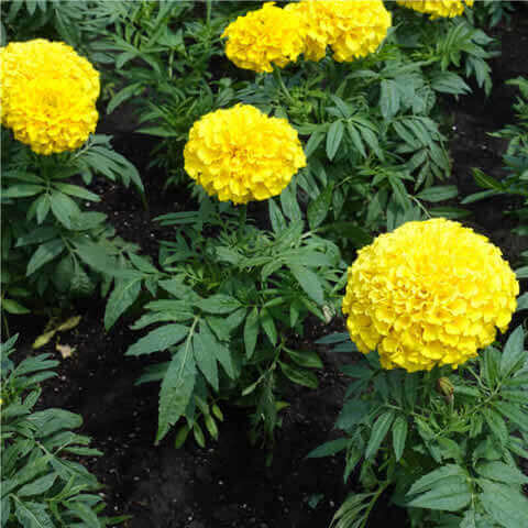 TAGETES ERECTA NANA Sugar & Spice mix
