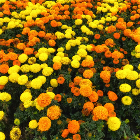 TAGETES ERECTA NANA Sugar & Spice mix