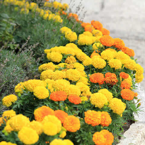 TAGETES ERECTA NANA Sugar & Spice mix