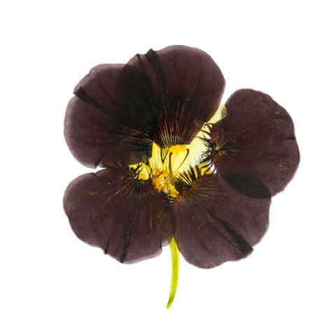 TROPAEOLUM NANUM Tom Thumb Black Velvet - Dwarf Nasturtium