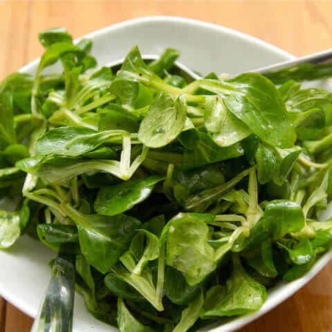 CANONIGOS Verte de Cambrai (Valeriana locusta)