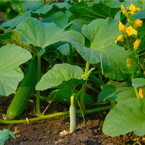 CUCUMIS SATIVUS - Concombre Telegraph Improved