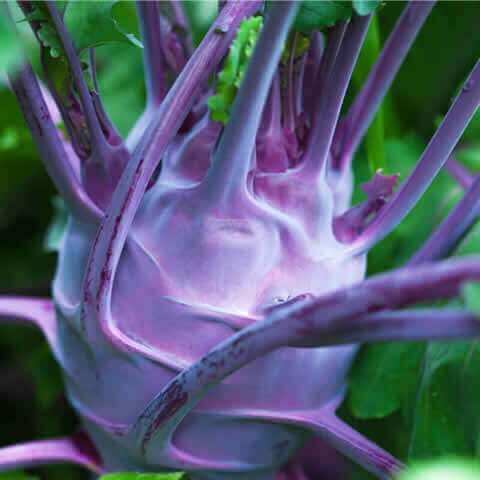 COLIRRÁBANO MORADO Delikatess Blauer (Brassica oleracea convar. acephala var. gongylodes)