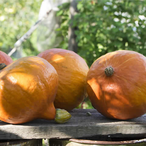 CALABAZA POTIMARRON Uchiki Kuri (Cucurbita maxima)