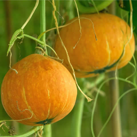 CALABAZA POTIMARRON Uchiki Kuri (Cucurbita maxima)