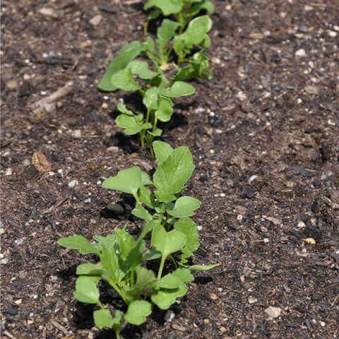 RAPHANUS SATIVUS - RADISH Malaga