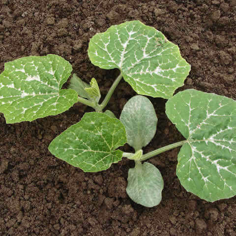 CALABAZA Waltham Butternut (Cucurbita moschata)