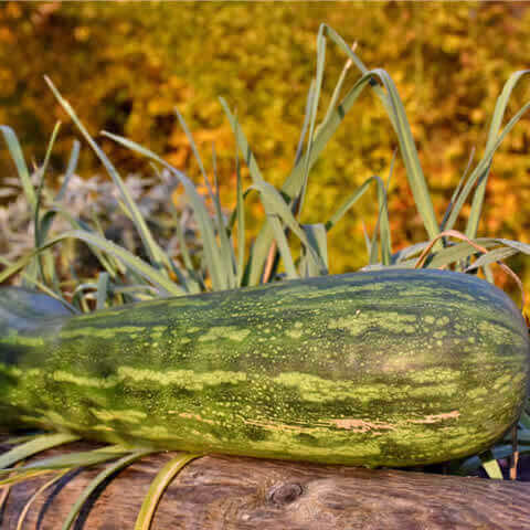CUCURBITA MOSCHATA - WINTER SQUASH Lunga Piena di Napoli