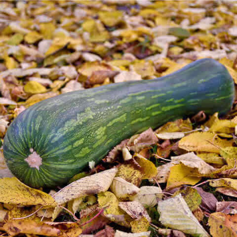 CUCURBITA MOSCHATA - WINTER SQUASH Lunga Piena di Napoli