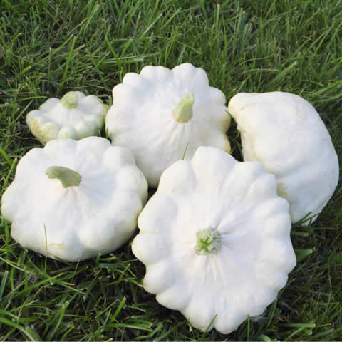 CALABAZA PATISSON Custard white (Cucurbita pepo)