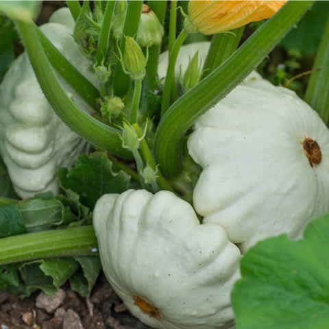 CALABAZA PATISSON Custard white (Cucurbita pepo)