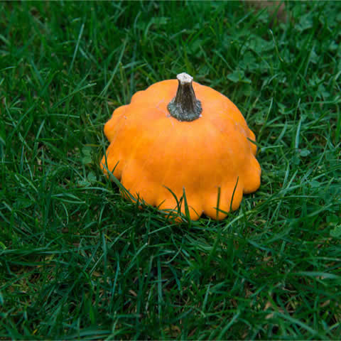 CUCURBITA PEPO - CALABAZA PATISSON Orange