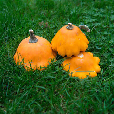 CUCURBITA PEPO - CALABAZA PATISSON Orange