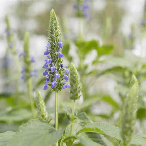 SALVIA HISPANICA - Chia