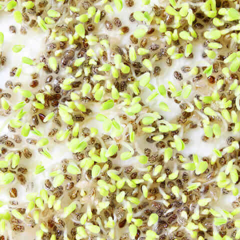 SALVIA HISPANICA (Chia)