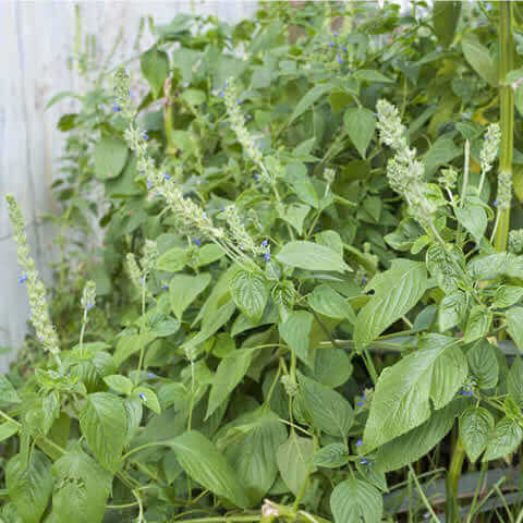 SALVIA HISPANICA (Chia)