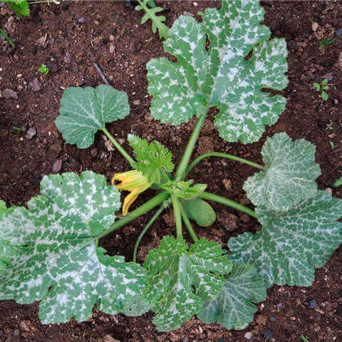 CUCURBITA PEPO - ZUCCHINI SQUASH Black Beauty 