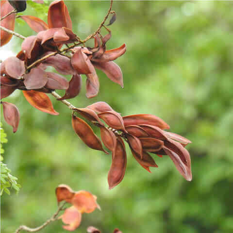 PELTOPHORUM PTEROCARPUM