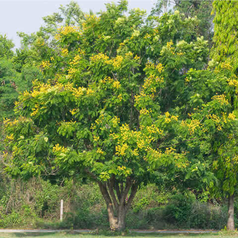 PELTOPHORUM PTEROCARPUM