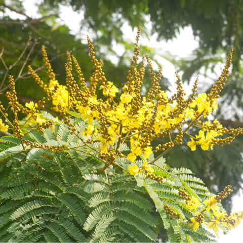 PELTOPHORUM PTEROCARPUM