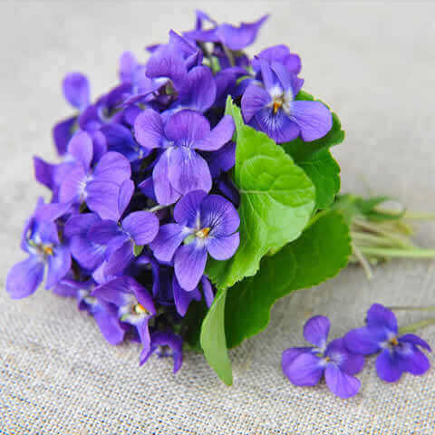 VIOLA ODORATA