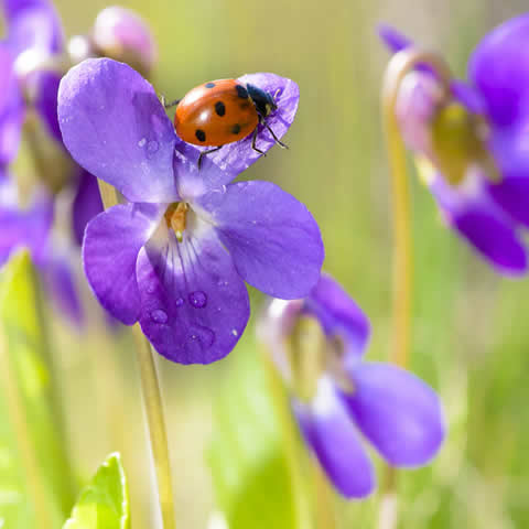 VIOLA ODORATA Queen Charlotte - Sweet Violet