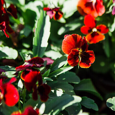 VIOLA CORNUTA Arkwright Ruby - Pensamiento 